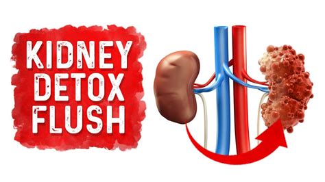 Detoxifier kidney rimworld 4 instead of 1